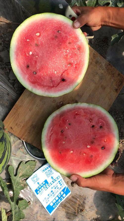 五一吃瓜每日必吃今日分享,每日必吃，今日分享精选