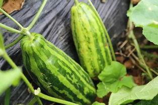 吃瓜群众指什么瓜,网络时代的围观力量